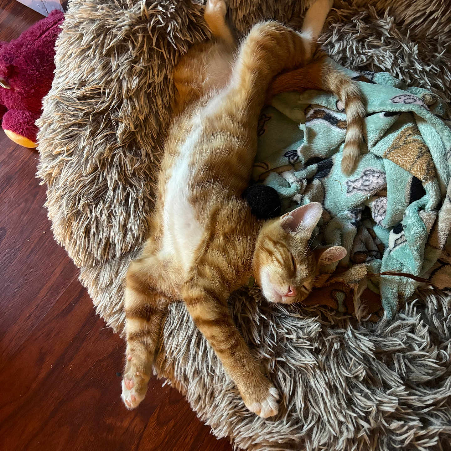 Garfield