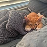 Garfield is registered to the contest to win money with this photo: kitten, cat, orange_cat, sleeping, blanket, couch, cozy, indoor, pet, fur, resting, window_blinds, soft_light, nap, cute, feline, animal, relaxing, comfort, domestic