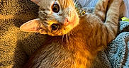 Garfield joined the competition — help win amazing prizes! cat, kitten, orange_tabby, pet, collar, bell, fur, whiskers, blanket, soft_texture, cozy, indoor, curious, cute, animal, resting, close_up, paw, bed, warm_light