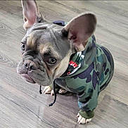Missy is registered to the contest to win money with this photo: dog, french_bulldog, puppy, hoodie, camouflage, pet, indoor, floor, wooden_floor, cute, animal, ears, paws, clothing, young, looking_up, portrait, mammal, domestic_animal, companion