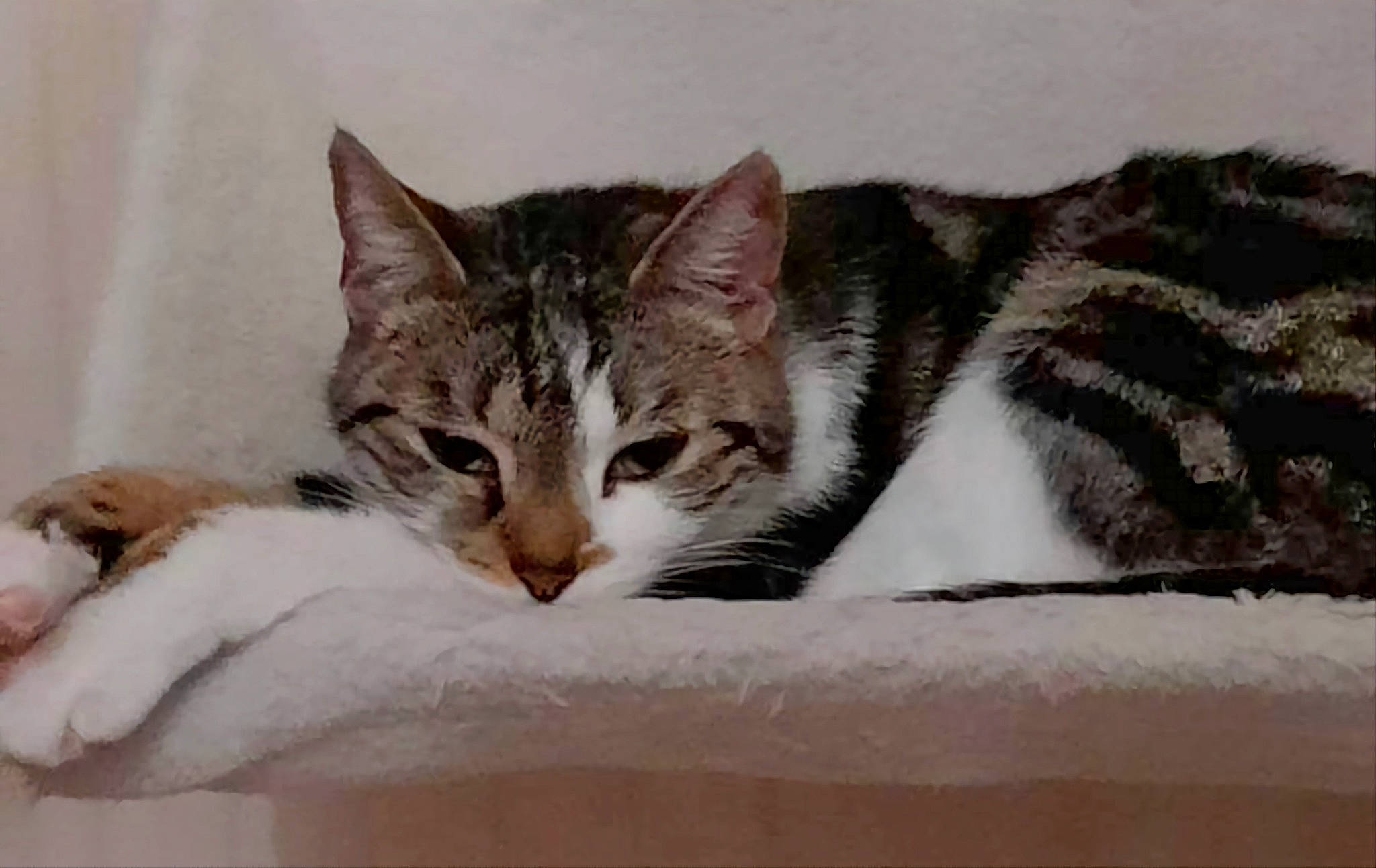 Aika participe au concours pour gagner de l'argent avec cette photo : carnivore, cat, cat_supply, claw, comfort, domestic_short_haired_cat, felidae, fur, paw, small_to_medium_sized_cats, snout, tail, terrestrial_animal, whiskers, wildlife, window