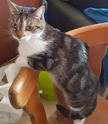 Aika a rejoint le concours — aidez-le/la à gagner de superbes lots ! carnivore, cat, chair, claw, comfort, couch, domestic_short_haired_cat, ear, felidae, fur, furniture, gesture, human_leg, paw, sitting, small_to_medium_sized_cats, snout, tableware, tail, whiskers