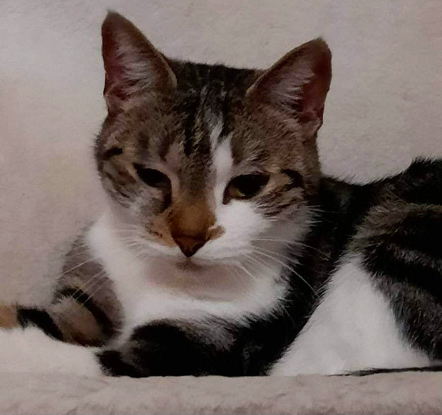 Aika participe au concours pour gagner de l'argent avec cette photo : box, carnivore, cat, cat_supply, claw, domestic_short_haired_cat, eye, felidae, fur, paw, small_to_medium_sized_cats, snout, tail, terrestrial_animal, whiskers