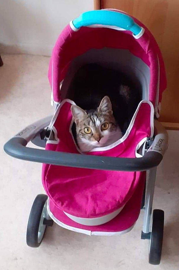 Aika a rejoint le concours — aidez-le/la à gagner de superbes lots ! baby_carriage, baby_products, carnivore, cart, cat, cat_supply, comfort, domestic_short_haired_cat, fashion_accessory, fawn, felidae, magenta, pet_supply, pink, purple, small_to_medium_sized_cats, tire, violet, wheel, whiskers