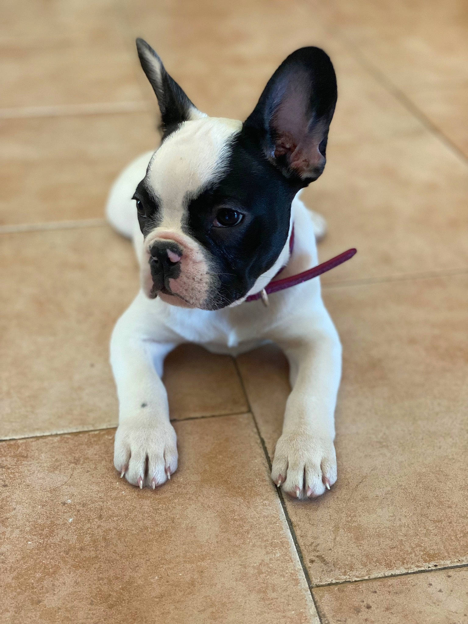 Terra a rejoint le concours — aidez-le/la à gagner de superbes lots ! boston_terrier, canidae, carnivore, companion_dog, dog, dog_breed, ear, fawn, flooring, grass, hardwood, human_body, puppy, snout, sporting_group, terrestrial_animal, toy_dog, whiskers, wood, working_animal