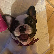 Terra a rejoint le concours — aidez-le/la à gagner de superbes lots ! boston_terrier, bulldog, carnivore, collar, comfort, companion_dog, dog, dog_breed, dog_collar, ear, eye, fawn, flooring, french_bulldog, head, plant, snout, sporting_group, whiskers, working_animal