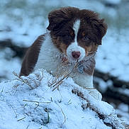 Asko participe au concours pour gagner de l'argent avec cette photo : puppy, dog, snow, winter, outdoor, animal, cute, fur, nature, grass, cold, young, pet, muzzle, eyes, playful, brown, white, curious, adorable
