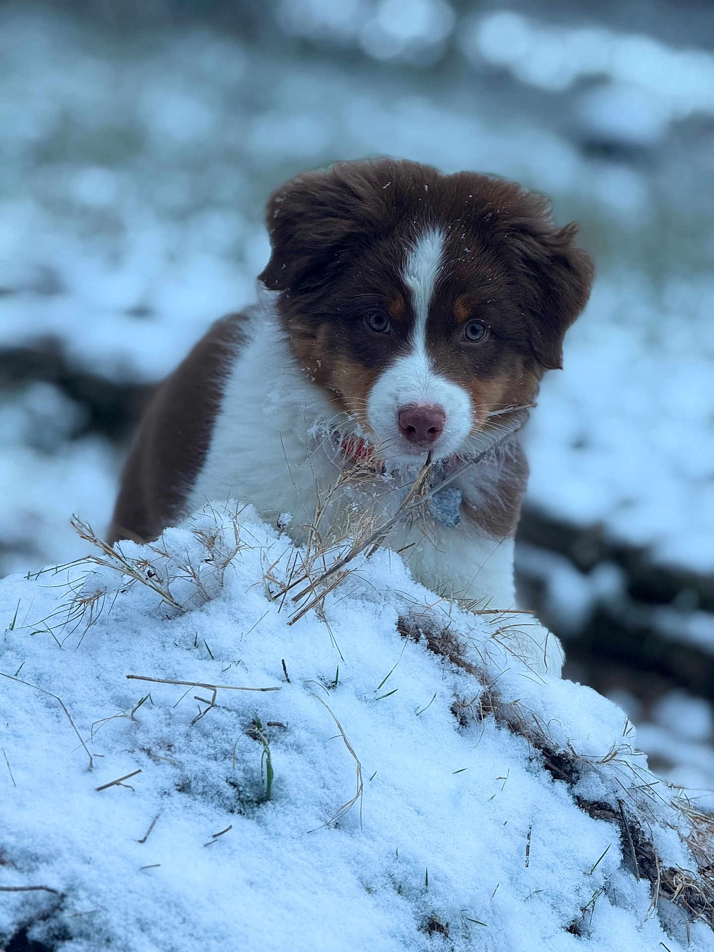 Asko participe au concours pour gagner de l'argent avec cette photo : puppy, dog, snow, winter, outdoor, animal, cute, fur, nature, grass, cold, young, pet, muzzle, eyes, playful, brown, white, curious, adorable