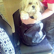 Holly joined the competition — help win amazing prizes! dog, backpack, chair, person, indoor, floor, shirt, wristbands, furniture, pet, holding, black, white, beige, casual, standing, footwear, hand, tile_floor, patterned_cloth