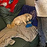 dog, small_dog, couch, blanket, person, jeans, sneakers, indoor, living_room, furniture, blue_toy, green_couch, red_cloth, casual, cozy, pet, resting, fabric, standing, home