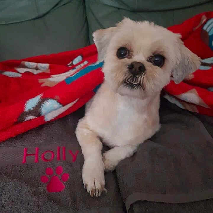 Holly