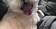 Holly joined the competition — help win amazing prizes! dog, pet, fluffy, cream_color, happy, smiling, tongue_out, indoor, couch, person, hand, seated, fur, companion, cute, domestic_animal, animal, friendly, close_up, household