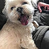 dog, pet, fluffy, cream_color, happy, smiling, tongue_out, indoor, couch, person, hand, seated, fur, companion, cute, domestic_animal, animal, friendly, close_up, household