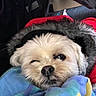 dog, small_dog, winking, blanket, hooded_jacket, fur_trim, cozy, indoor, pet, cute, fur, snug, portrait, animal, face, close_up, warm_clothing, resting, cute_pet, domestic_animal