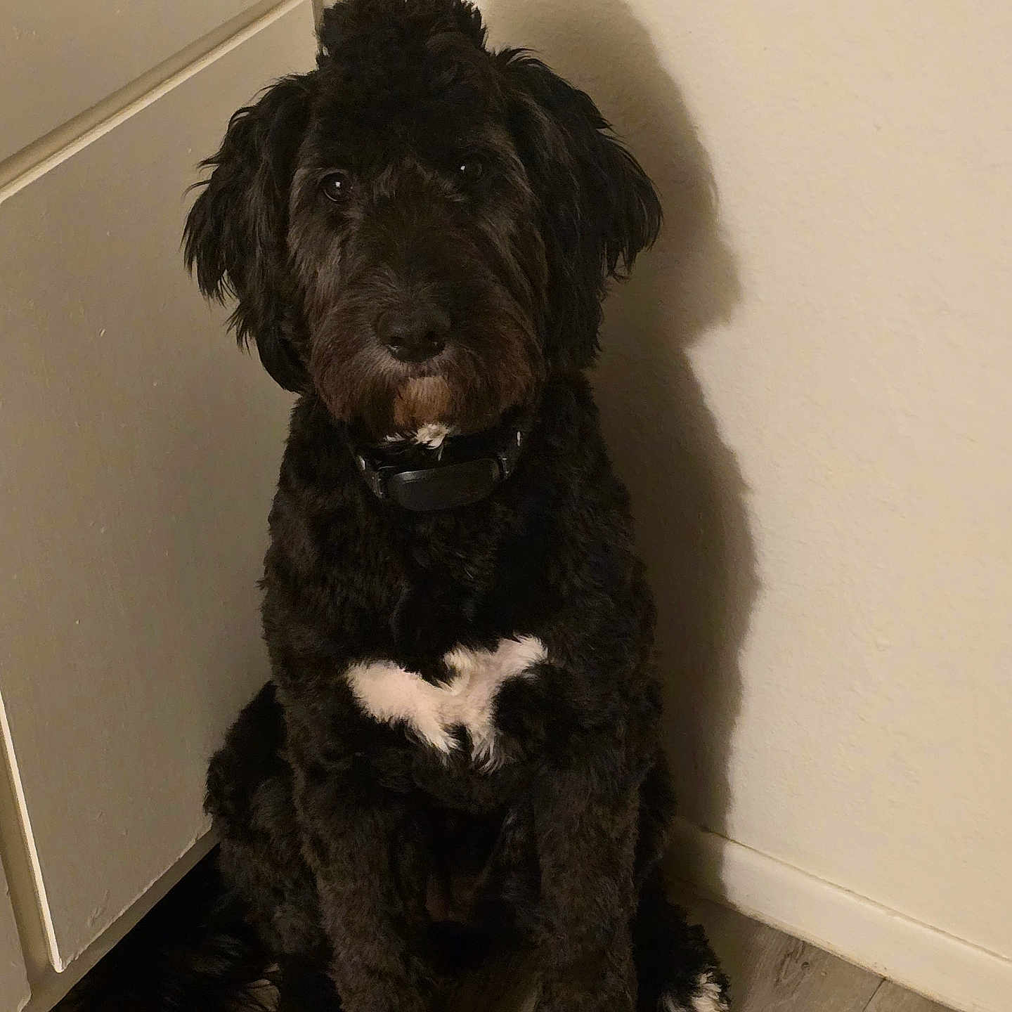 Zoey joined the competition — help win amazing prizes! animal, black, calm, canine, collar, dog, floor, fur, home, indoor, looking, paw, pet, portrait, quiet, shadow, sitting, wall, white_patch, wooden_floor