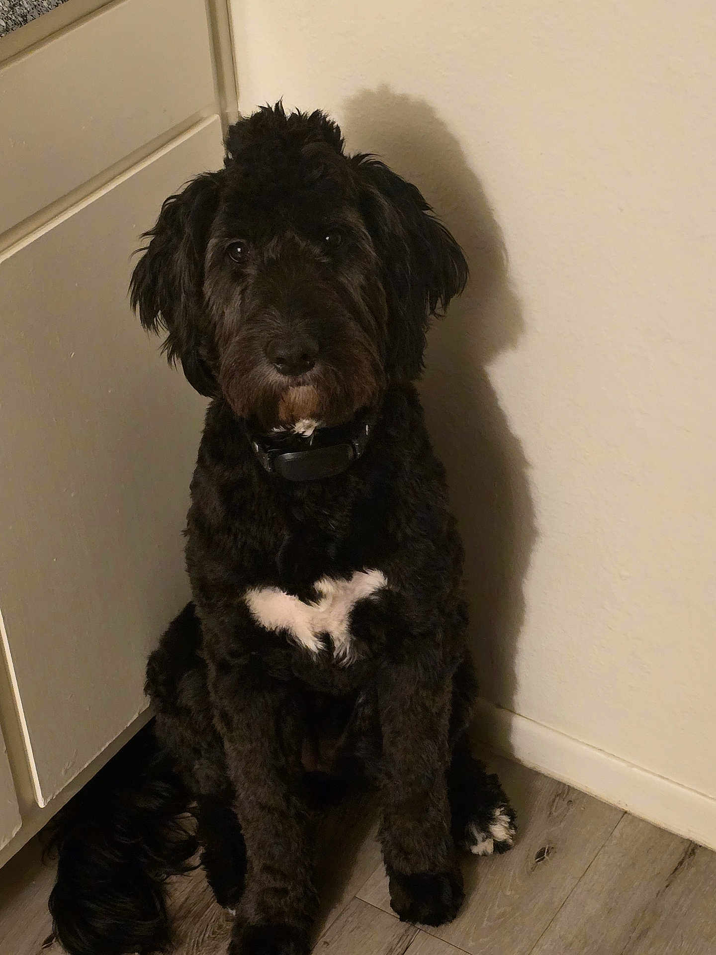 Zoey joined the competition — help win amazing prizes! dog, black, white_patch, indoor, floor, wall, shadow, collar, pet, canine, sitting, fur, paw, looking, portrait, home, wooden_floor, quiet, calm, animal