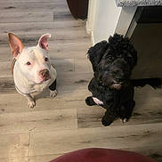Xena is registered to the contest to win money with this photo: dog, pets, floor, indoor, wooden_floor, curious, brown_and_white_dog, black_dog, two_dogs, looking_up, canine, domestic_animal, fur, sitting, flooring, kitchen_counter, household, companion, animal, cute