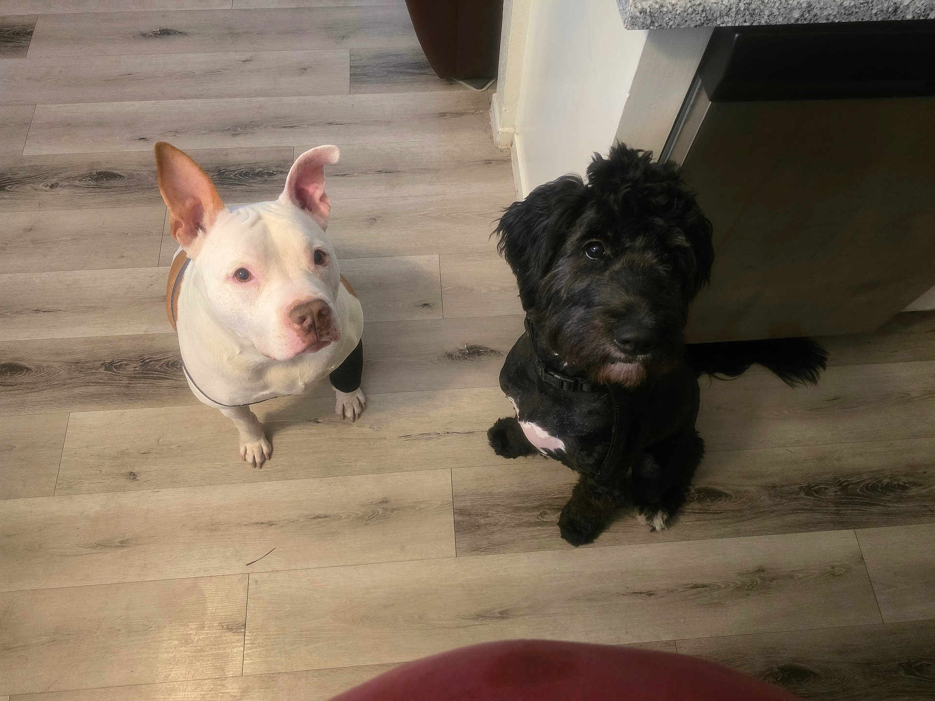 Xena is registered to the contest to win money with this photo: dog, pets, floor, indoor, wooden_floor, curious, brown_and_white_dog, black_dog, two_dogs, looking_up, canine, domestic_animal, fur, sitting, flooring, kitchen_counter, household, companion, animal, cute