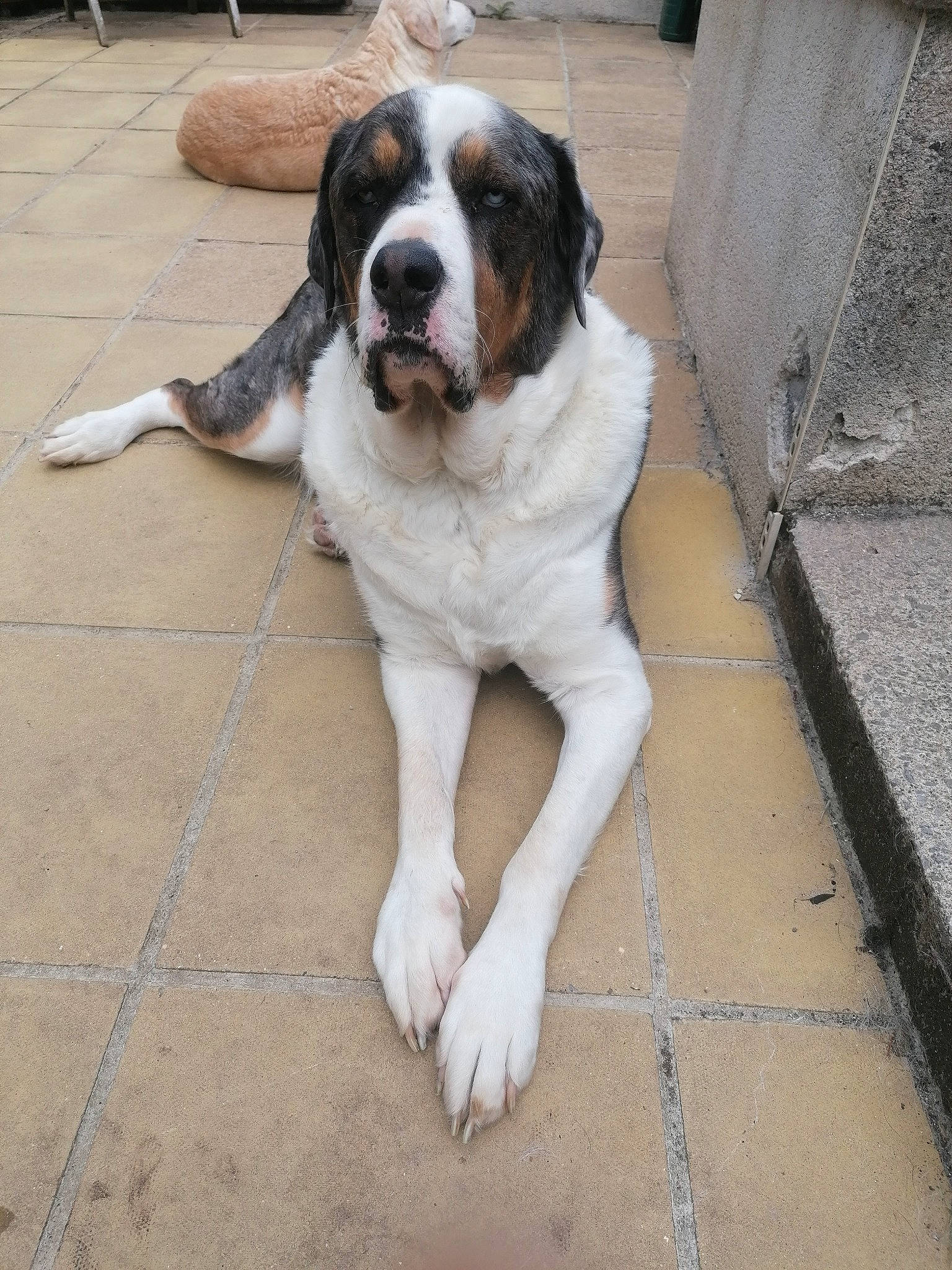 Pongo joined the competition — help win amazing prizes! canidae, carnivore, collar, companion_dog, concrete, dog, dog_breed, dog_collar, dog_supply, door, floor, flooring, fur, giant_dog_breed, leash, road_surface, sidewalk, tail, working_animal, working_dog