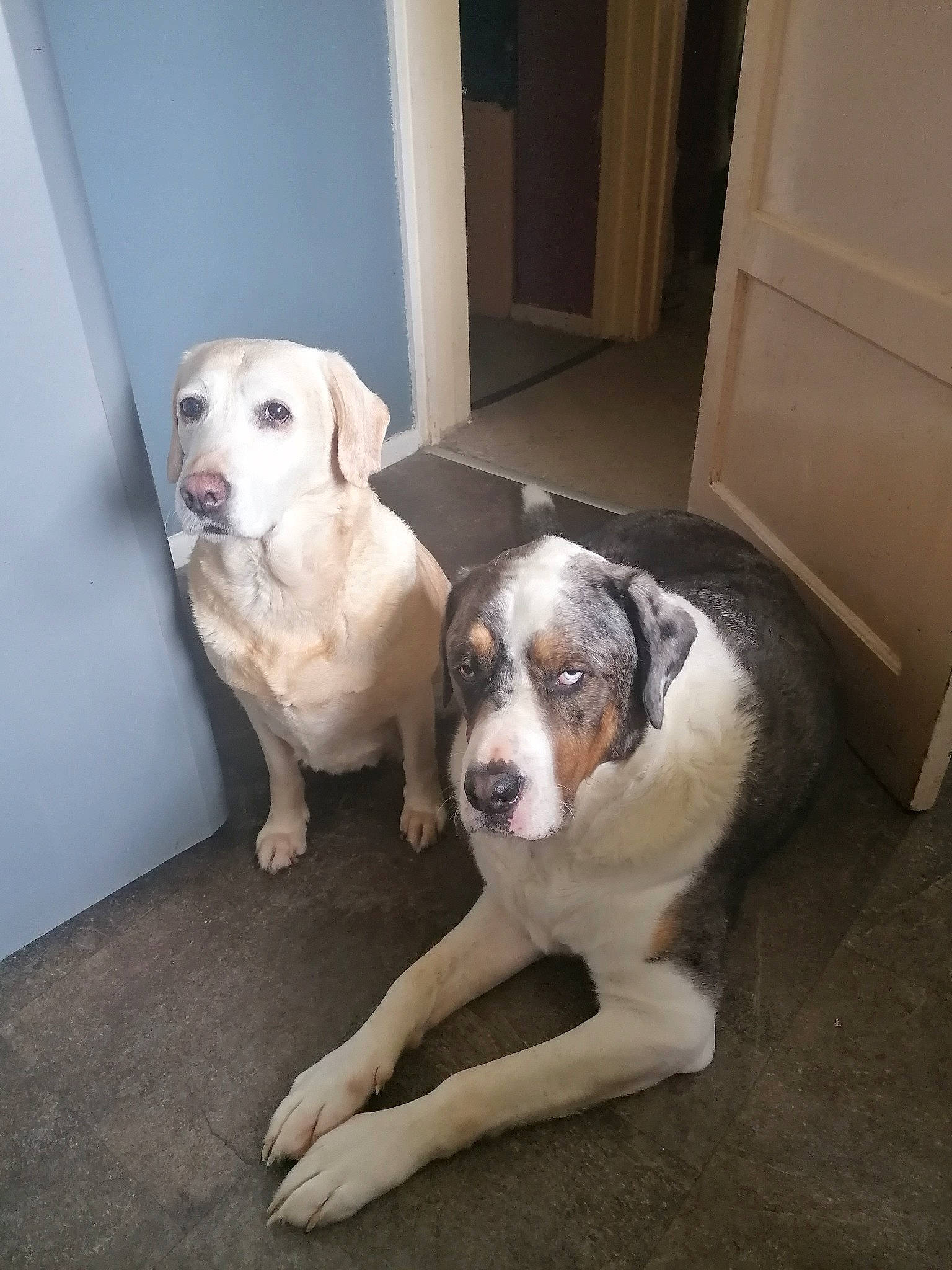 Pongo joined the competition — help win amazing prizes! ball, bored, canidae, carnivore, chair, companion_dog, couch, dog, dog_breed, door, fawn, floor, flooring, fur, gun_dog, hardwood, snout, whiskers, wood, working_animal