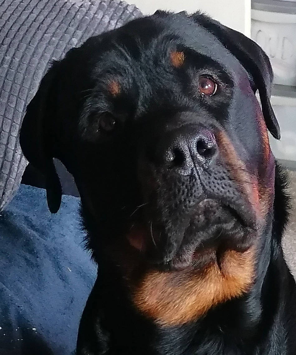 Elsa is registered to the contest to win money with this photo: borador, canidae, carnivore, collar, companion_dog, dog, dog_breed, dog_collar, fawn, fur, giant_dog_breed, guard_dog, molosser, pet_supply, snout, sporting_group, terrestrial_animal, whiskers, working_animal, working_dog