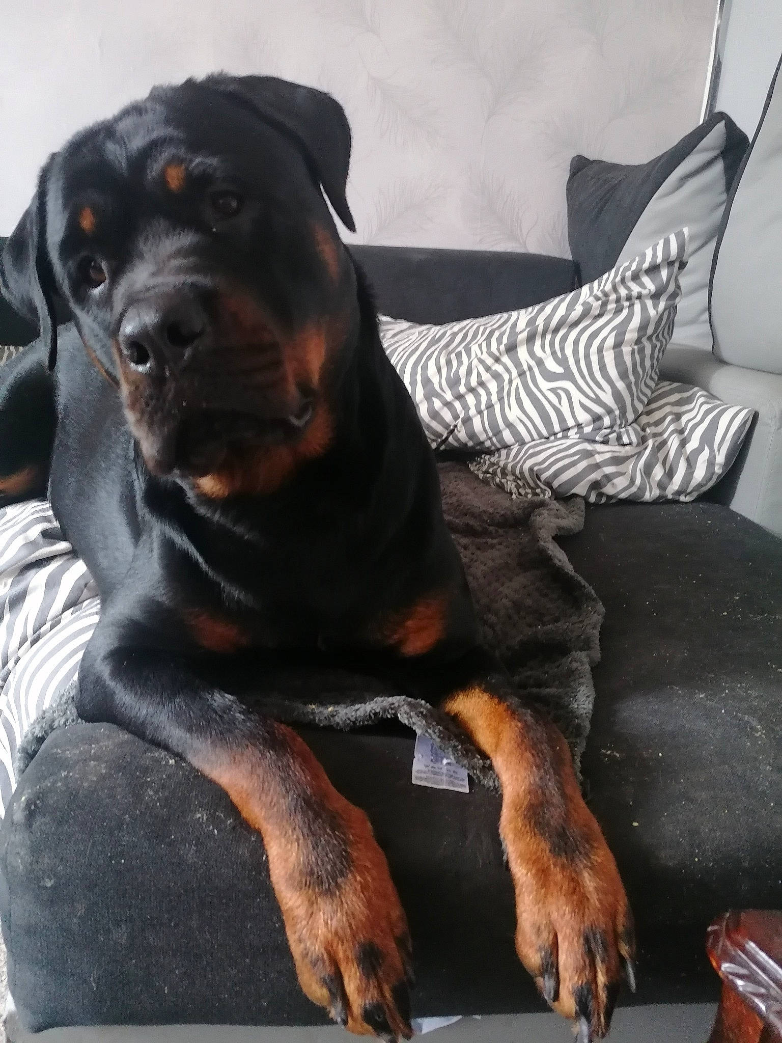 Elsa joined the competition — help win amazing prizes! canidae, carnivore, collar, comfort, companion_dog, dog, dog_breed, dog_collar, fawn, grey, guard_dog, hound, liver, montenegrin_mountain_hound, pinscher, snout, sporting_group, terrestrial_animal, working_animal, working_dog