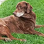 Isis a rejoint le concours — aidez-le/la à gagner de superbes lots ! dog, labrador, brown_dog, grass, outdoor, pet, animal, canine, resting, lying_down, nature, mammal, fur, domestic_animal, side_view, peaceful, calm, greenery, summer, old_dog
