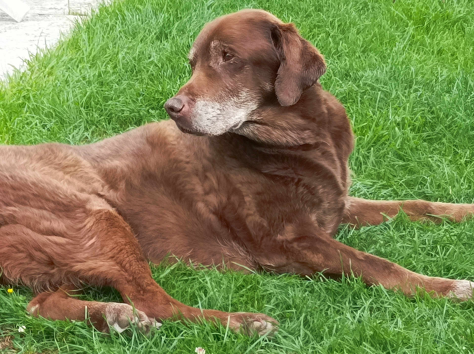 Isis a rejoint le concours — aidez-le/la à gagner de superbes lots ! dog, labrador, brown_dog, grass, outdoor, pet, animal, canine, resting, lying_down, nature, mammal, fur, domestic_animal, side_view, peaceful, calm, greenery, summer, old_dog