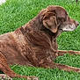 dog, brown_dog, grass, outdoor, pet, canine, animal, lying_down, resting, nature, fur, muzzle, ears, side_view, relaxation, daylight, quiet, peaceful, companion, mammal