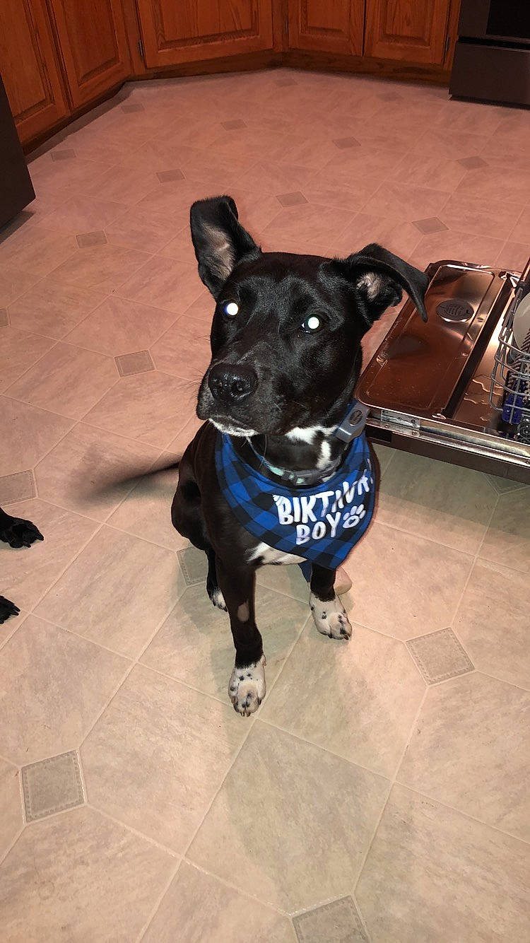 Hunter joined the competition — help win amazing prizes! american_pit_bull_terrier, american_staffordshire_terrier, canidae, carnivore, companion_dog, dog, dog_breed, dog_collar, floor, flooring, non_sporting_group, pit_bull, puppy, rare_breed_dog, snout, sporting_group, staffordshire_bull_terrier, tile