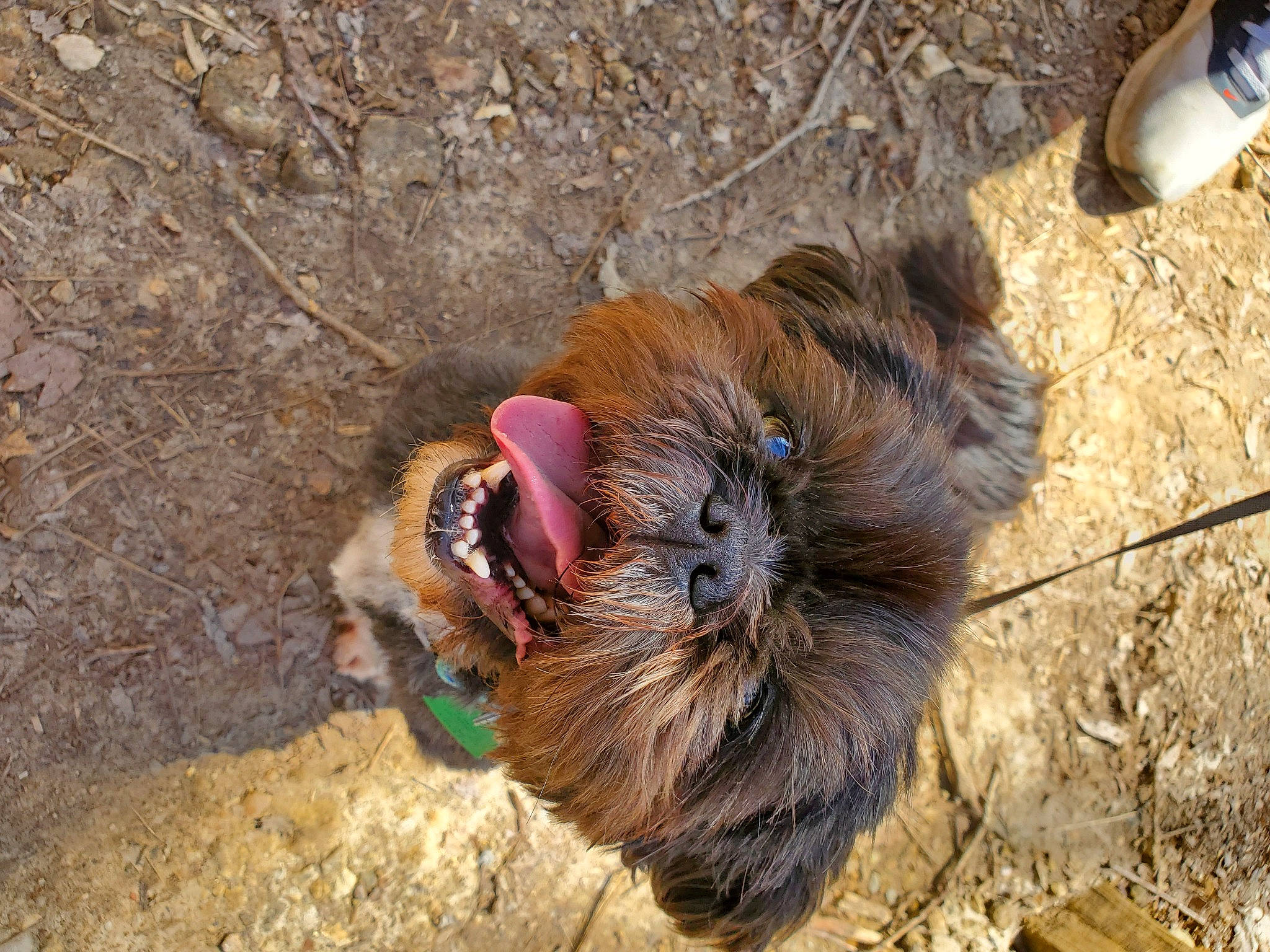 Mister joined the competition — help win amazing prizes! cairn_terrier, canidae, carnivore, dog, dog_breed, lhasa_apso, shih_tzu, terrier