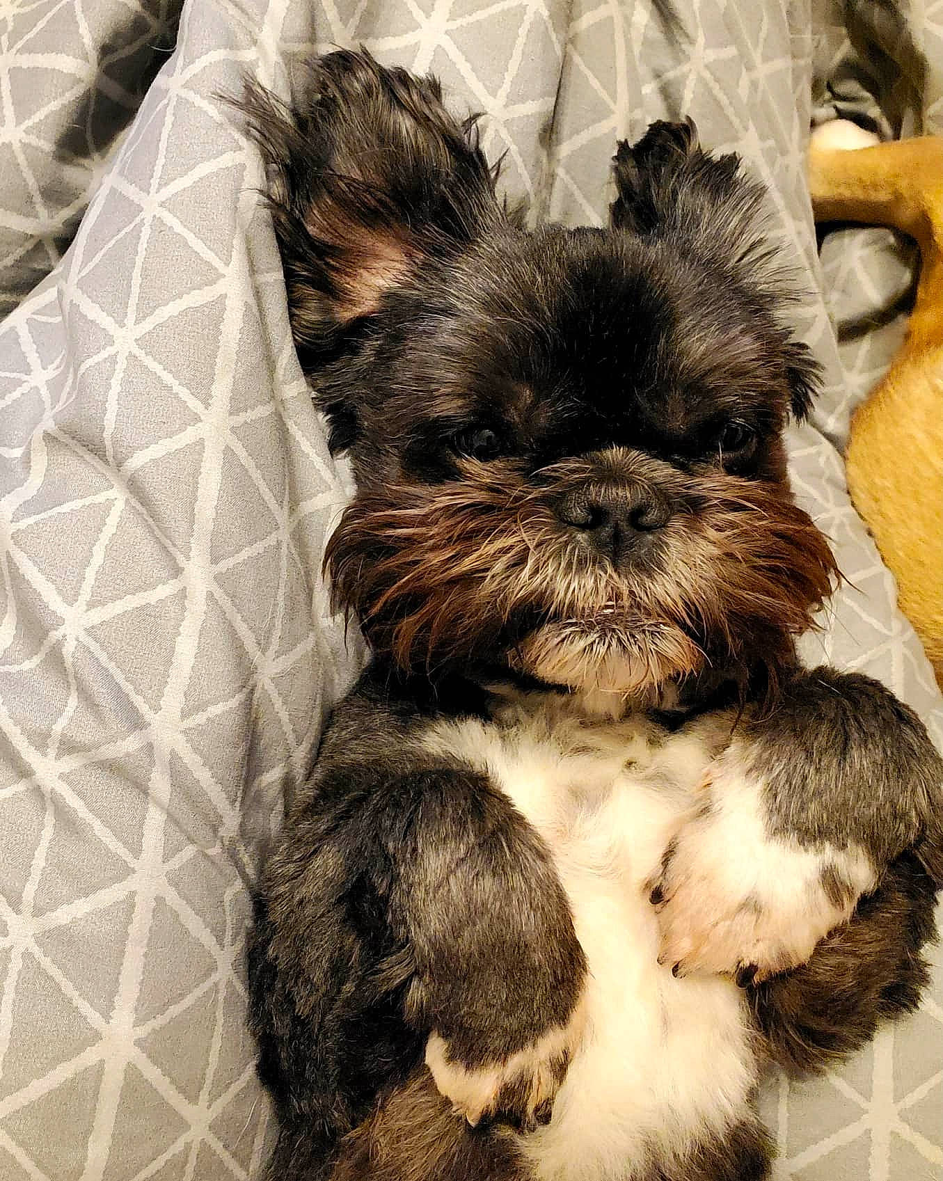 Mister is registered to the contest to win money with this photo: bolonka, canidae, carnivore, chinese_imperial_dog, companion_dog, dog, dog_breed, griffon_bruxellois, lhasa_apso, liver, maltepoo, mammal, non_sporting_group, puppy, rare_breed_dog, shih_tzu, snout, sporting_group, toy_dog, vertebrate