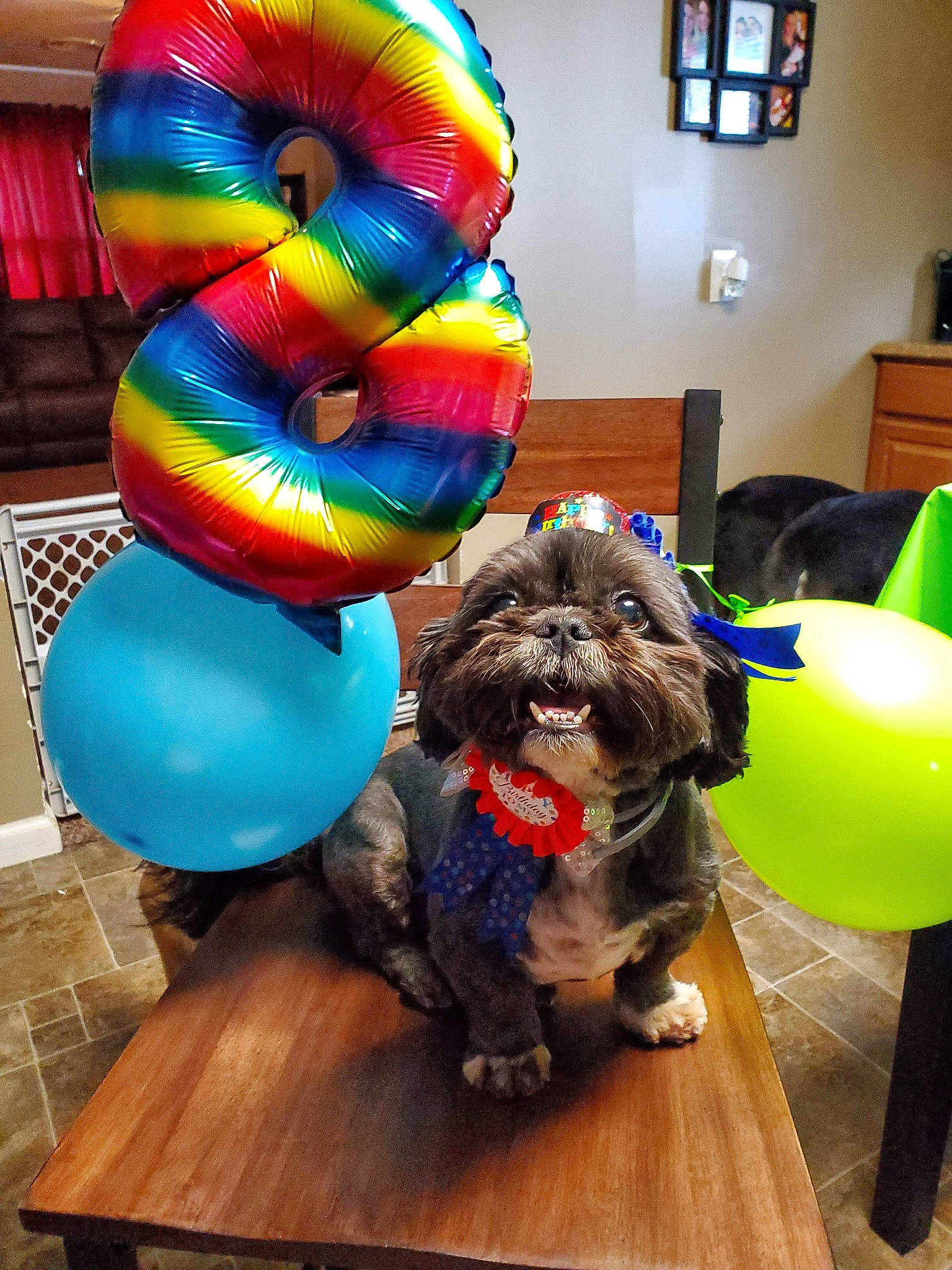 Mister joined the competition — help win amazing prizes! ball, balloon, canidae, carnivore, companion_dog, dog, dog_breed, lhasa_apso, party_supply, puppy, schnoodle, shih_tzu, sporting_group, toy_dog