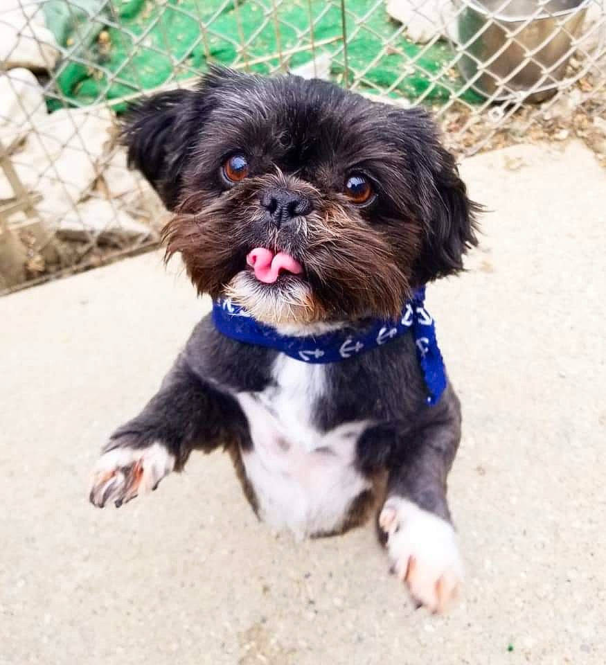 Mister is registered to the contest to win money with this photo: canidae, carnivore, chinese_imperial_dog, companion_dog, dog, dog_breed, griffon_bruxellois, liver, maltepoo, mammal, pekapoo, poodle_crossbreed, puppy, rare_breed_dog, shih_poo, shih_tzu, snout, sporting_group, toy_dog, vertebrate