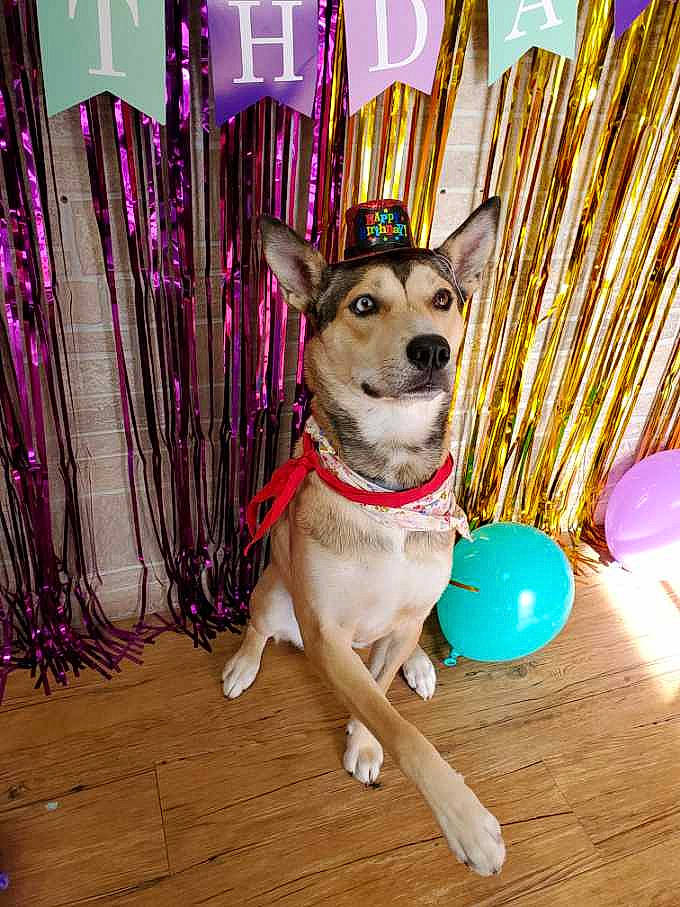 Kaia is registered to the contest to win money with this photo: canidae, carnivore, companion_dog, dog, dog_breed, fawn, mammal, rare_breed_dog, siberian_husky, snout, vertebrate