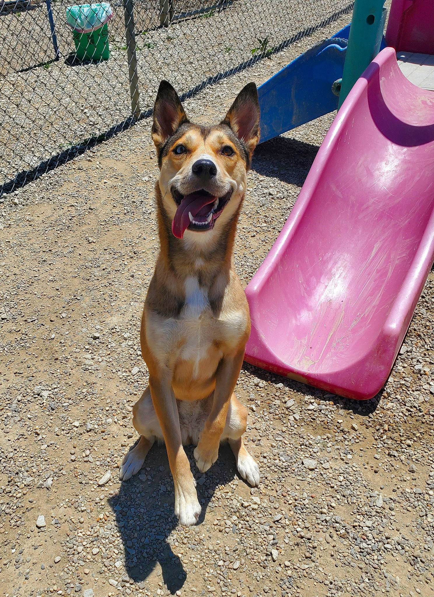 Kaia is registered to the contest to win money with this photo: basenji, canidae, carnivore, carolina_dog, dog, dog_breed, fawn, mammal, non_sporting_group, norwegian_lundehund, snout, vertebrate