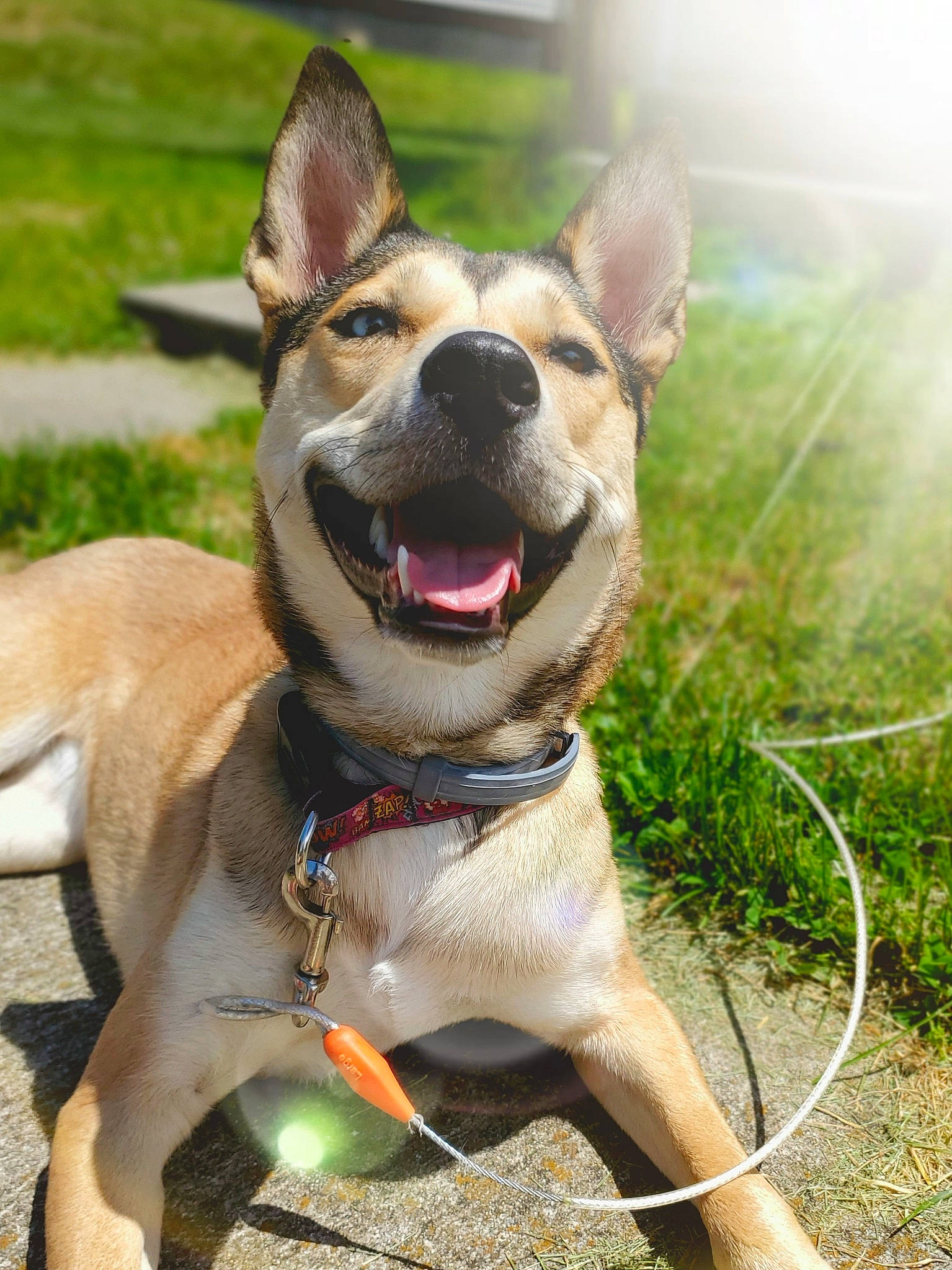 Kaia joined the competition — help win amazing prizes! canidae, carnivore, carolina_dog, collar, dog, dog_breed, dog_collar, fawn, feist, leash, mammal, rare_breed_dog, snout, vertebrate