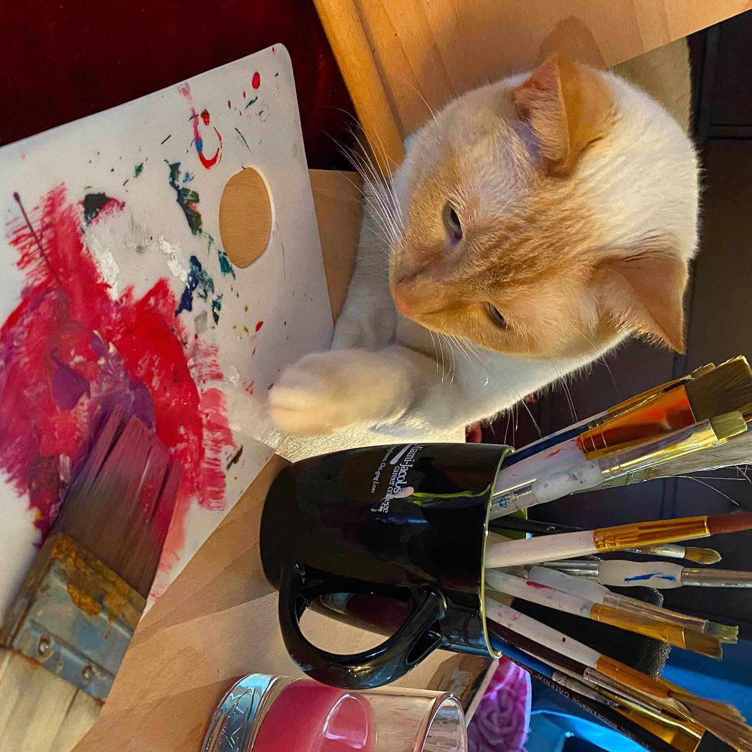 Prince joined the competition — help win amazing prizes! art, artist, automotive_lighting, carnivore, cat, cosmetics, creative_arts, domestic_short_haired_cat, eyewear, felidae, paint, painting, plastic, room, shelving, small_to_medium_sized_cats, stationery, sunglasses, visual_arts, whiskers