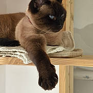 Titou a rejoint le concours — aidez-le/la à gagner de superbes lots ! animal, blanket, blue_eyes, cat, claw, close_up, cozy, cute, domestic_animal, feline, fur, indoor, mammal, paw, pet, relaxed, resting, siamese_cat, whiskers, wooden_shelf