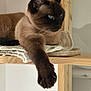 animal, blanket, blue_eyes, cat, claw, close_up, cozy, cute, domestic_animal, feline, fur, indoor, mammal, paw, pet, relaxed, resting, siamese_cat, whiskers, wooden_shelf