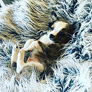 Ratchet is registered to the contest to win money with this photo: