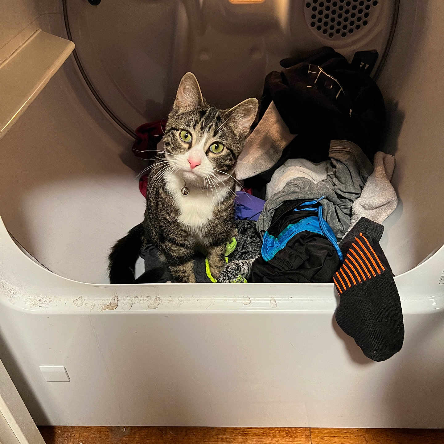 Bruce joined the competition — help win amazing prizes! accessories, animal, bag, bathing, bathtub, cat, clothing, device, electricaldevice, footwear, handbag, hardwood, hosiery, laundry, person, pet, shoe, sock, tub, wood