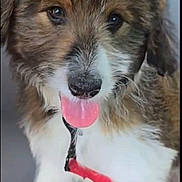 Maple joined the competition — help win amazing prizes! puppy, dog, tongue_out, leash, fur, brown, white, black, cute, pet, animal, closeup, young, playful, adorable, canine, sitting, looking, indoors, friendly