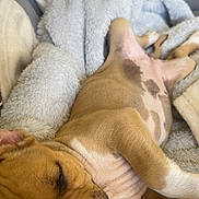 Malaury Chapelot participe au concours pour gagner de l'argent avec cette photo : dog, puppy, sleeping, blanket, cozy, fur, paw, resting, indoor, cute, animal, pet, relaxing, soft, comfort, snuggle, brown, white, closeup, peaceful