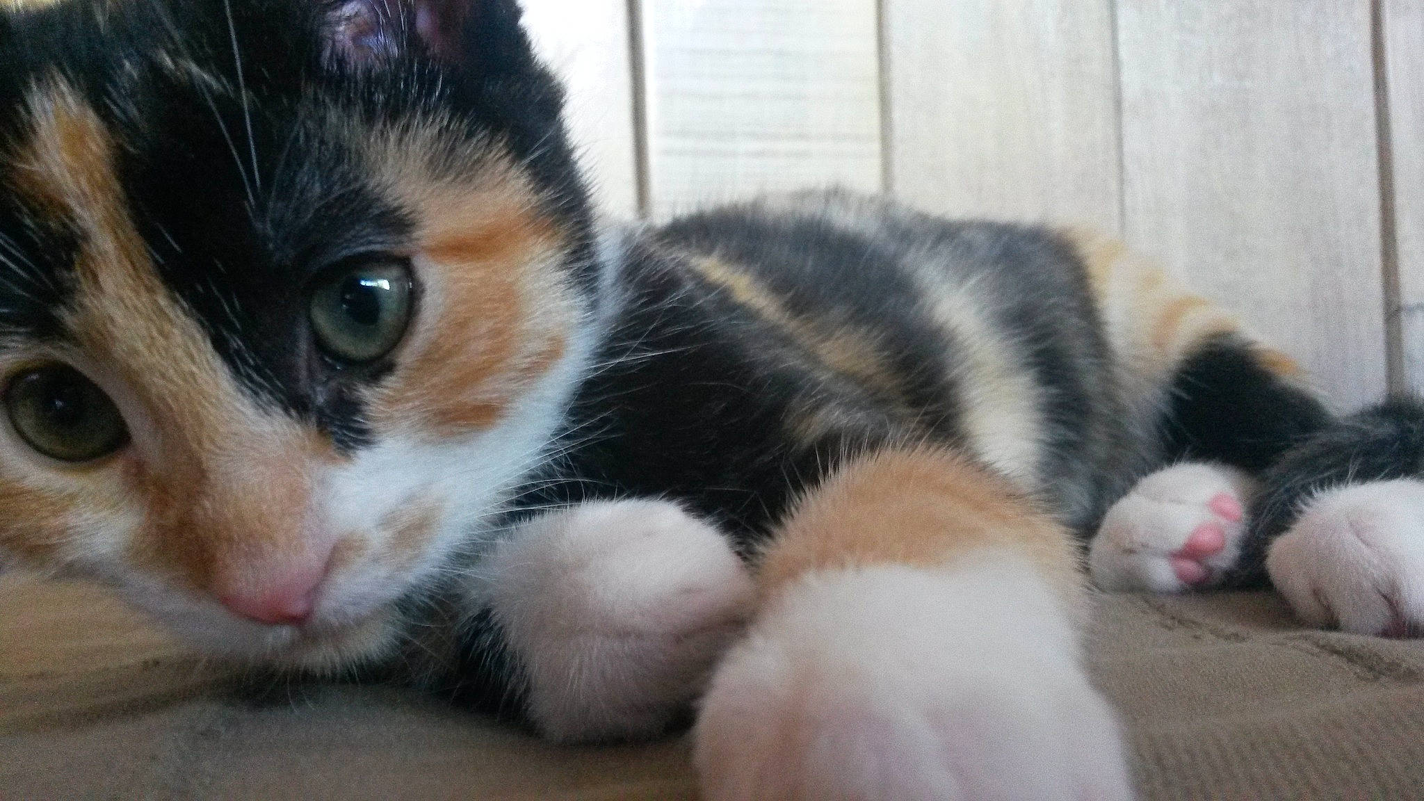 Twisty a rejoint le concours — aidez-le/la à gagner de superbes lots ! aegean_cat, american_wirehair, carnivore, cat, claw, domestic_short_haired_cat, european_shorthair, felidae, fur, kitten, mammal, paw, polydactyl_cat, small_to_medium_sized_cats, snout, vertebrate, whiskers