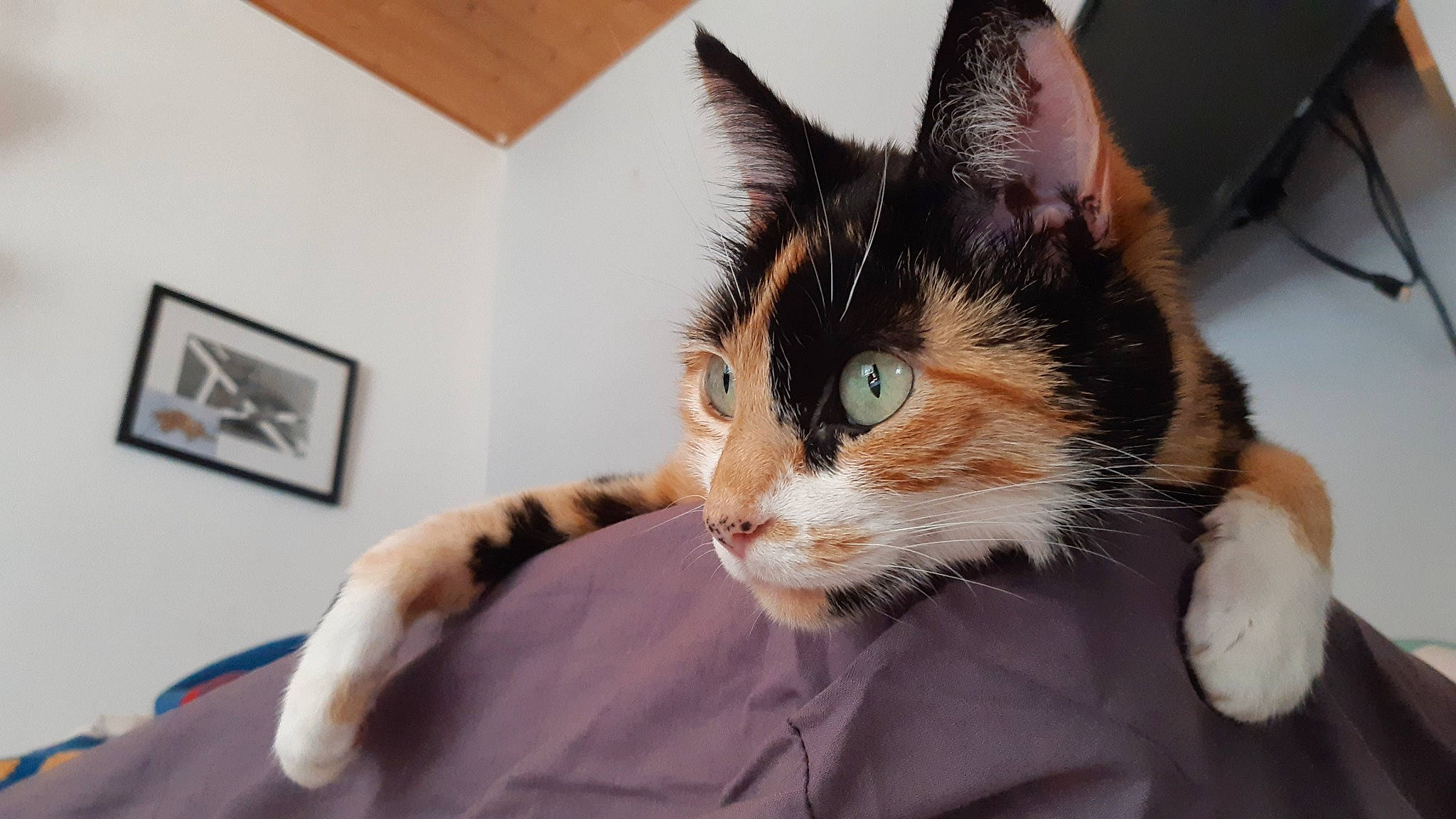 Twisty participe au concours pour gagner de l'argent avec cette photo : aegean_cat, american_wirehair, asian, carnivore, cat, claw, domestic_short_haired_cat, european_shorthair, felidae, fur, german_rex, kitten, mammal, ojos_azules, paw, polydactyl_cat, small_to_medium_sized_cats, snapshot, whiskers