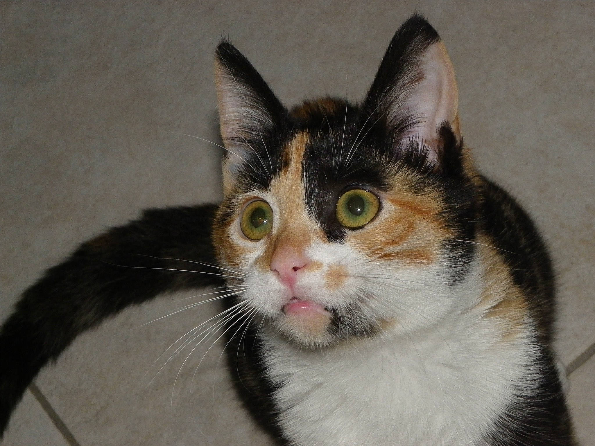 Twisty a rejoint le concours — aidez-le/la à gagner de superbes lots ! aegean_cat, american_wirehair, carnivore, cat, domestic_short_haired_cat, european_shorthair, eye, felidae, fur, japanese_bobtail, kitten, mammal, small_to_medium_sized_cats, snout, tabby_cat, vertebrate, whiskers