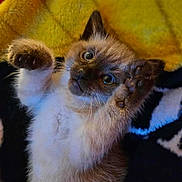 Dr. Ben is registered to the contest to win money with this photo: kitten, cat, paw, fur, cute, pet, animal, playful, lying_down, raised_paws, curious_eyes, indoor, blanket, furry, young, whiskers, closeup, soft, adorable, cozy