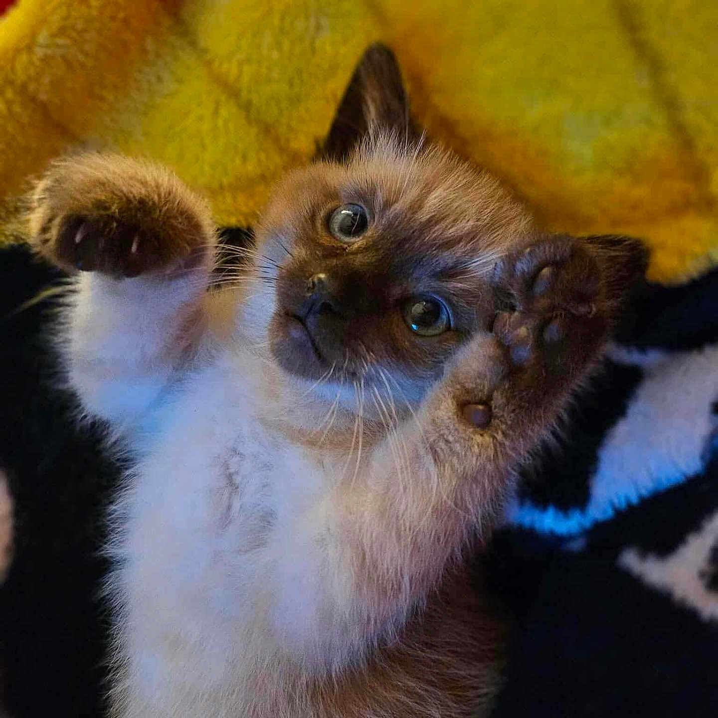 Dr. Ben is registered to the contest to win money with this photo: adorable, animal, blanket, cat, closeup, cozy, curious_eyes, cute, fur, furry, indoor, kitten, lying_down, paw, pet, playful, raised_paws, soft, whiskers, young