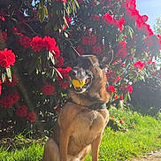 Nina a rejoint le concours — aidez-le/la à gagner de superbes lots ! dog, ball, yellow_ball, flower_bush, red_flowers, grass, path, sunlight, outdoor, pet, canine, nature, summer, greenery, happy, playful, animal, daytime, collar, park